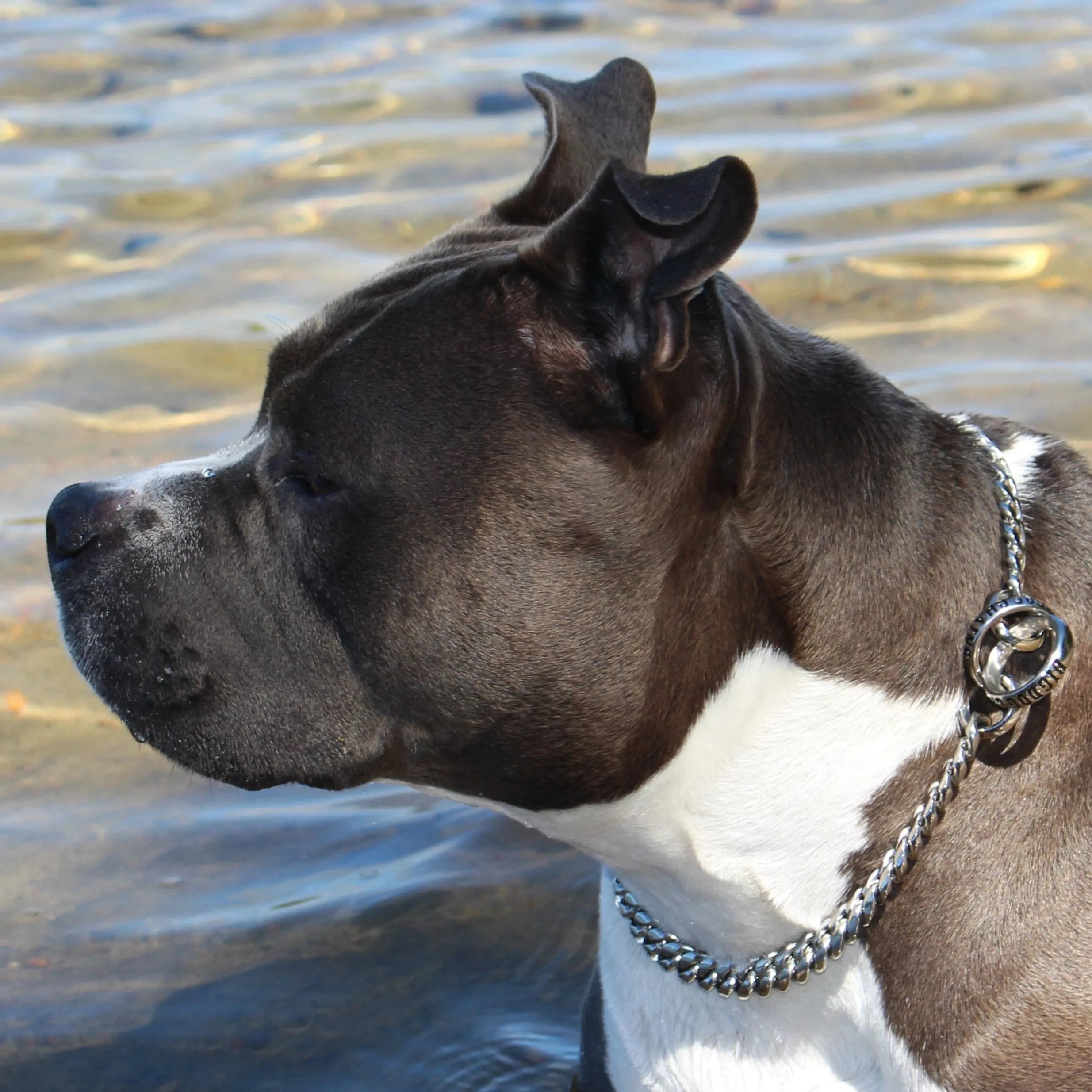 BAXTER CHOKER
