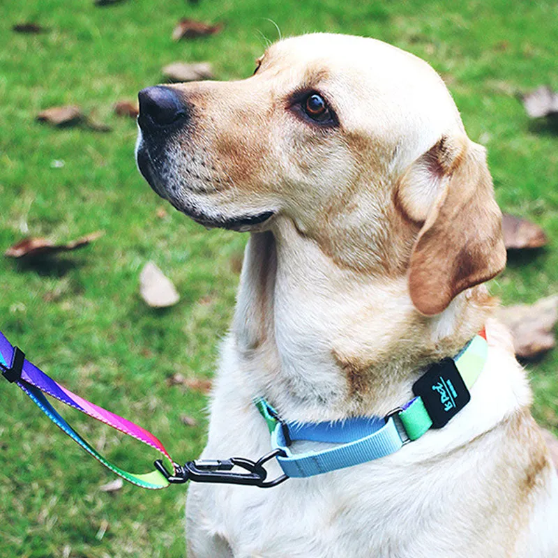 Martingale Training Dog Collars