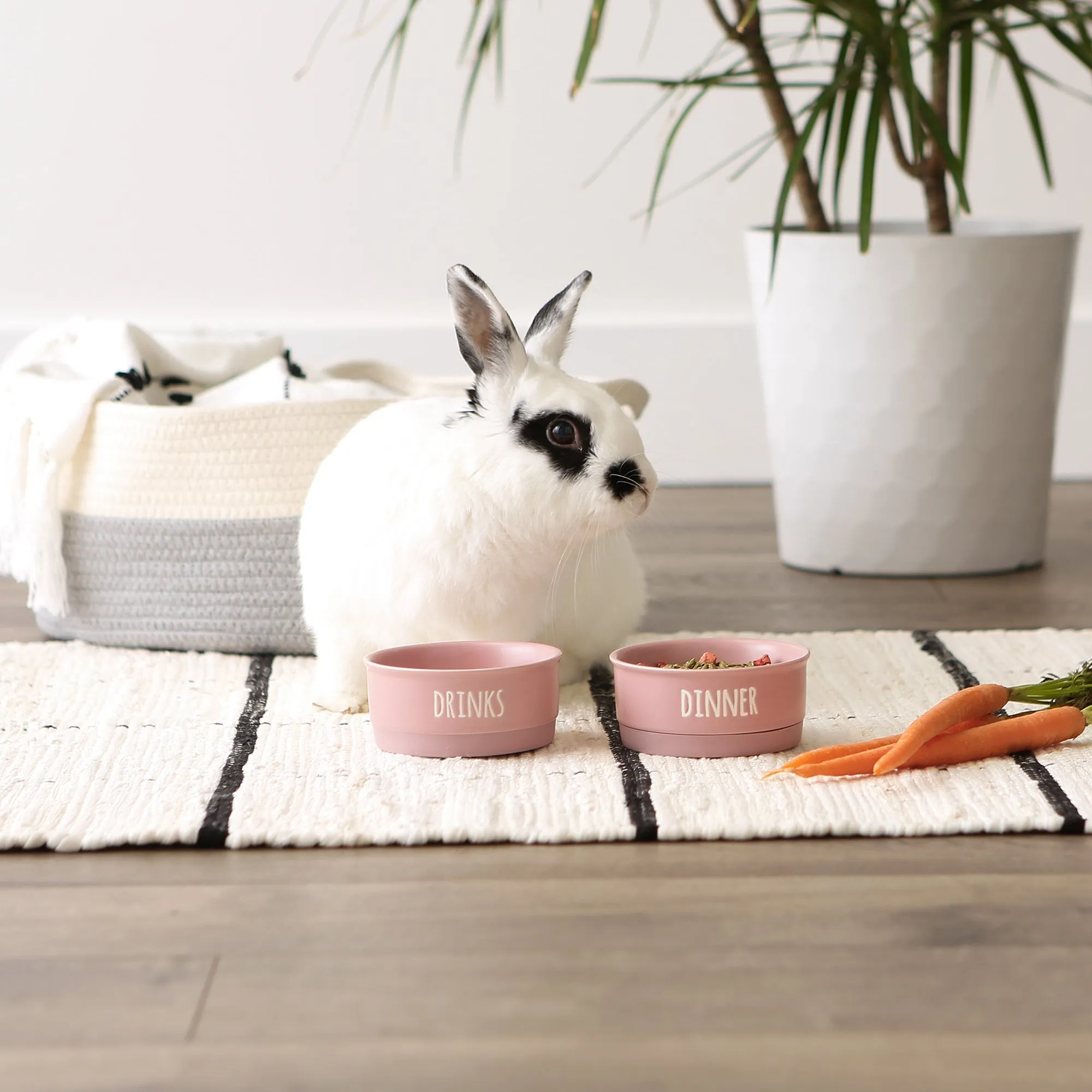 Pale Mauve Dinner, Drinks & Dessert Pet Bowl Set/2, Small - 3/4 C Capacity