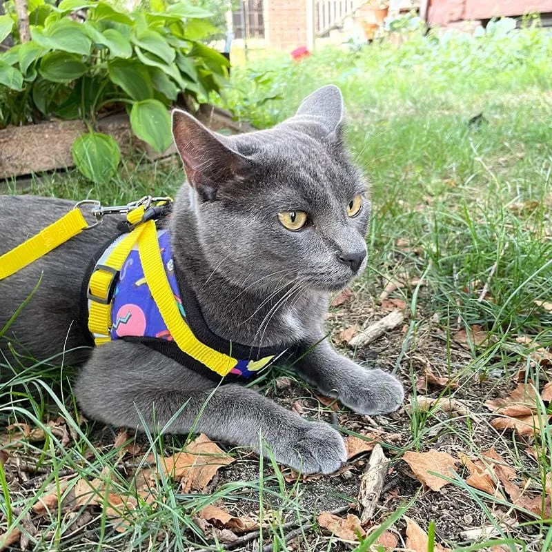 The 90s Bundle! Bandana, Harness & Leash
