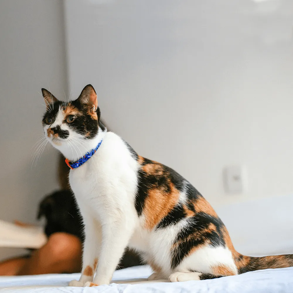 Zee.Cat Atlanta Cat Collar